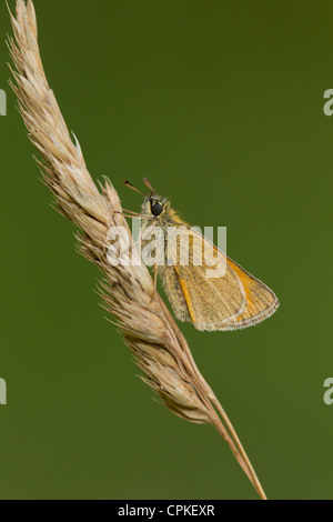 Kleine Skipper Thymelicus Sylvestris thront am Schlafplatz in Whitecross Greenwood, Oxfordshire im August. Stockfoto