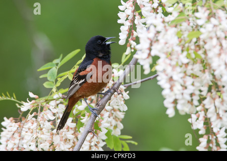 Orchard Oriole Bird songbird hoch oben in Black Locust Flowers blüht Stockfoto