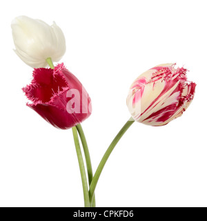 Tulpen. Drei Blumen isoliert auf weiss Stockfoto