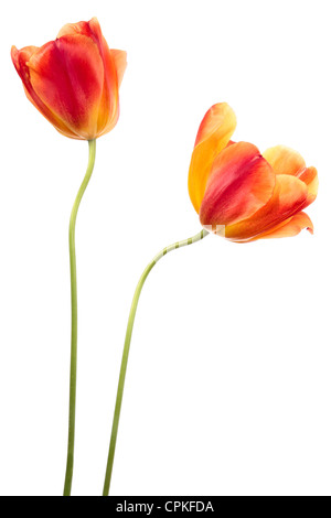 Zwei rot-gelbe Tulpen. Blumen auf weißem Hintergrund Stockfoto