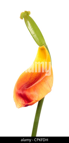 Tulpe mit abgefallene Blütenblätter. Blume, isoliert auf weiss Stockfoto