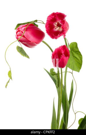 Blume-Komposition. Tulpen und Convolvulus auf weißem Hintergrund Stockfoto