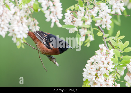 Orchard Oriole Bird songbird hoch oben in Black Locust Flowers blüht Stockfoto