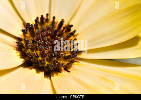 Gelbe Herbers oder Osteospermum in Nahaufnahme Stockfoto