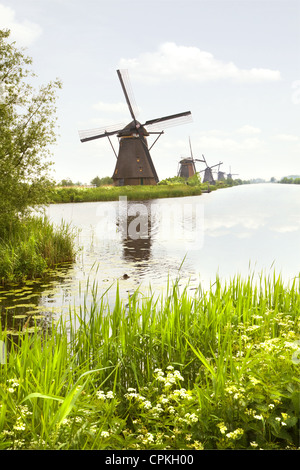 Reihe von Windmühlen in Kinderdijk, Niederlande im Frühjahr mit blühenden Kuh Petersilie Stockfoto