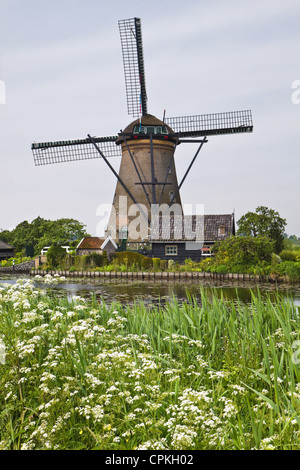 Windmühle in Kinderdijk, Niederlande im Frühjahr mit blühenden Kuh Petersilie Stockfoto