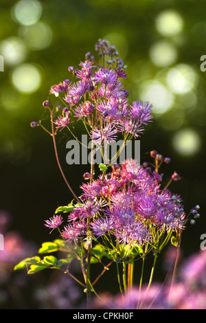 Thalictrum Aquilegifolium 'Gewitterwolke', größere Wiese Rue oder Columbine Meadow Rue Stockfoto