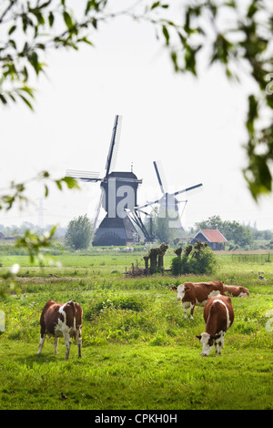 Holländische Landschaft mit weidenden Kühen und Windmühlen in der Nähe von Kinderdijk, Niederlande an einem trüben Tag im Frühling Stockfoto