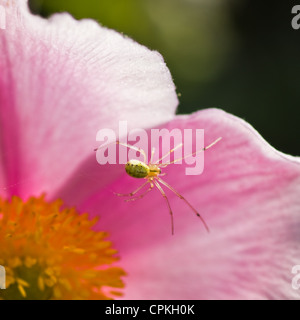 Kleine grüne Spinne versteckt auf japanische Anemone Blüte im Sommer Stockfoto