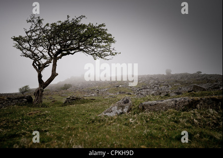 Wind fegte Baum in Cornwall Landschaft Stockfoto