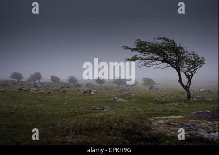 Wind fegte Baum in Cornwall Landschaft Stockfoto