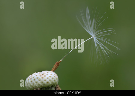 Letzte Löwenzahn Samen wartet auf den wind Stockfoto