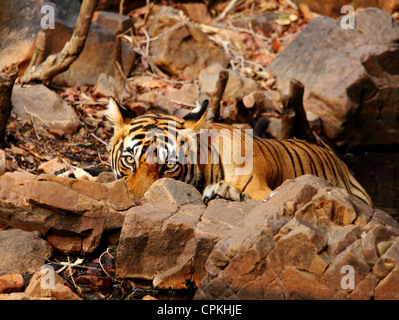 Tiger (Panthera Tigris) im Ranthambore Nationalpark, Rajasthan, Indien, Asien Stockfoto