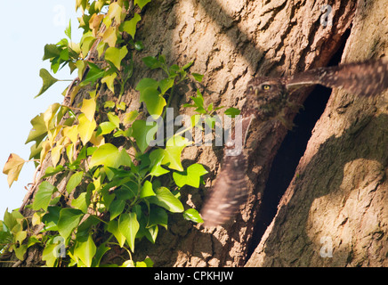 Steinkauz (Athene Noctua) verlassen Hohlraum und fliegen in Richtung Kamera nest Stockfoto