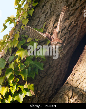 Steinkauz (Athene Noctua) verlassen Hohlraum und fliegen in Richtung Kamera nest Stockfoto