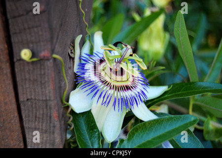 Nahaufnahme der blühenden exotischen Blumen Passiflora im Garten Stockfoto