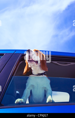 Die süße Beagle reist in das blaue Auto. Stockfoto