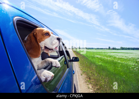 Die süße Beagle reist in das blaue Auto. Stockfoto