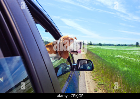 Die süße Beagle reist in das blaue Auto. Stockfoto