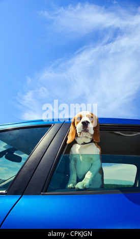 Die süße Beagle reist in das blaue Auto. Stockfoto