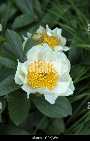 Paeonia Claire de Lune Stockfoto