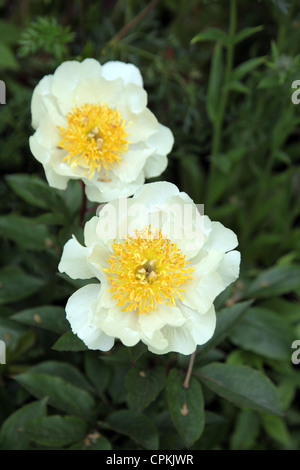 Paeonia Claire de Lune Stockfoto