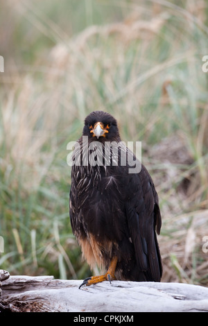 Gekerbten Karakara (Phalcoboenus Australis), Erwachsene, Karkasse Insel auf den Falklandinseln. Stockfoto