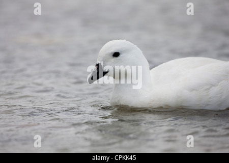 Seetang Gans (Chloephaga Hybrida Malvinarum) männlich, schwimmen auf der Karkasse Insel in den Falkland-Inseln. Stockfoto