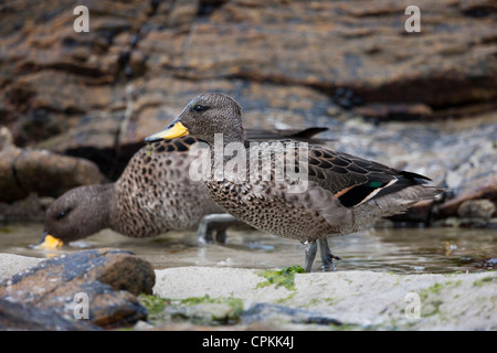 Gelb-billed Krickente (Anas Flavirostris Flavirostris) auf Kadaver Insel auf den Falklandinseln. Stockfoto