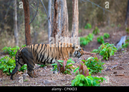 Eine riesige dominante Wagdoh oder Scarface männliche Tiger überqueren die Forststraße Tadoba Indien. (Panthera Tigirs) Stockfoto