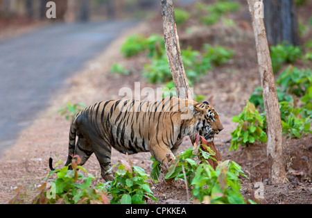 Eine riesige dominante Wagdoh oder Scarface männliche Tiger überqueren die Forststraße Tadoba Indien. (Panthera Tigirs) Stockfoto