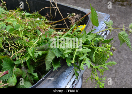 Das Unkraut in den Mülleimer. Stockfoto