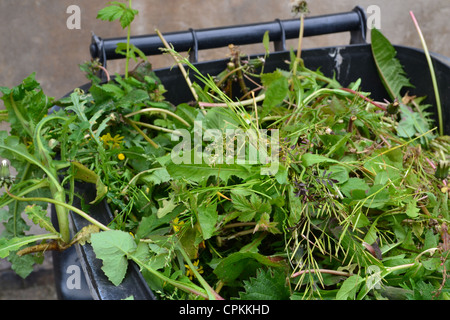 Das Unkraut in den Mülleimer. Stockfoto