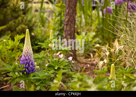 Lupinus, Lupinen Lupinen ist eine Gattung in der Familie der Hülsenfrüchte (Fabaceae). Stockfoto