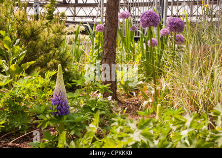 Lupinus, Lupinen Lupinen ist eine Gattung in der Familie der Hülsenfrüchte (Fabaceae). Stockfoto