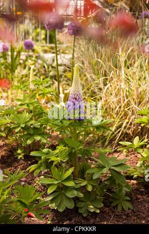 Lupinus, Lupinen Lupinen ist eine Gattung in der Familie der Hülsenfrüchte (Fabaceae). Stockfoto