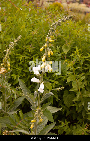 Fingerhut "Digitalis" in weiß und gelb auf derselben Pflanze. Stockfoto