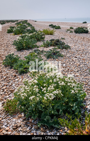 Sea Kale wachsen auf einen Kiesstrand, Pagham Harbour, West Sussex, England, UK (Crambe maritima) Stockfoto