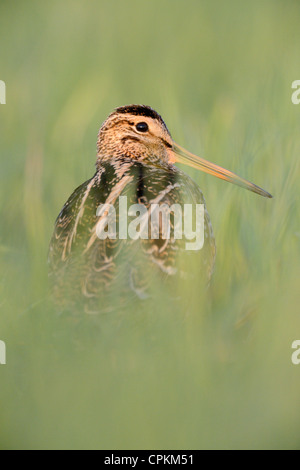 Tolle Snipe in einem Feld in Belarus Stockfoto