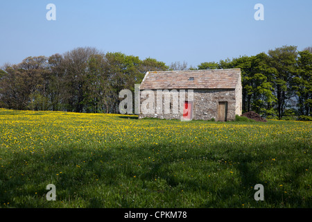 Almen und Scheune an sonnigen Tag mit blauem Himmel in West Witton, North Yorkshire Dales, Richmondshire, Großbritannien Stockfoto