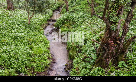 Bärlauch, Bärlauch (Allium ursinum), Blüte und wild wachsen entlang eines Baches im Wald, Dorset, England, Großbritannien Stockfoto