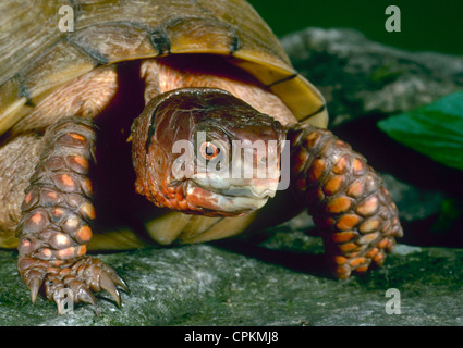 Nahaufnahme des expressiven Three-Toed Kasten-Schildkröte (Terrapene Carolina Triunguis) Stockfoto