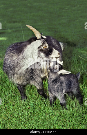 Kindermädchen oder Doe Pygmäen Ziege mit Kind kuschelte, Missouri USA Stockfoto