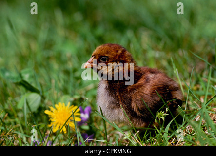 Brown Buff Orpington Küken Gras mit Blume Löwenzahn, Maine, USA Stockfoto