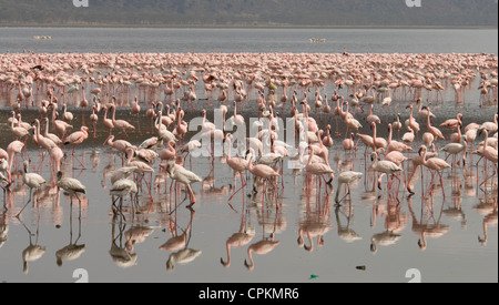 Flamingos in Lake Nakuru Stockfoto