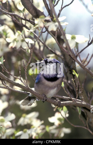 Blauhäher (Cyanocitta Cristata) thront auf Zweig des blühenden Hartriegels (Cornus Florida) im Frühjahr, in Missouri Stockfoto