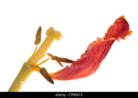 Nahaufnahme einer trockenen Tulpe mit einem Blütenblatt auf weißem Hintergrund Stockfoto