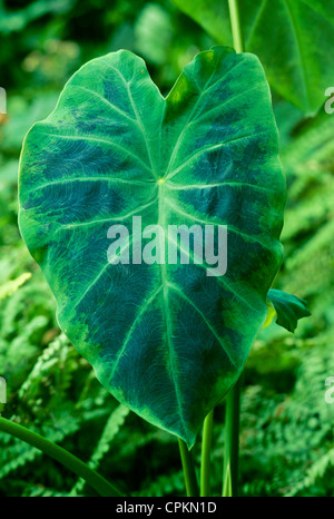 Nahaufnahme von einem Elefanten Ohr Blatt von Colocasia antiquorum Illustris Pflanze im Schatten Garten, Missouri USA Stockfoto