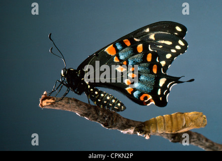 Tiger Schwalbenschwanz gerade von Chrysalis Vermietung Flügel trocken, Missouri USA entstanden: eine Reihe der Transformation Stockfoto