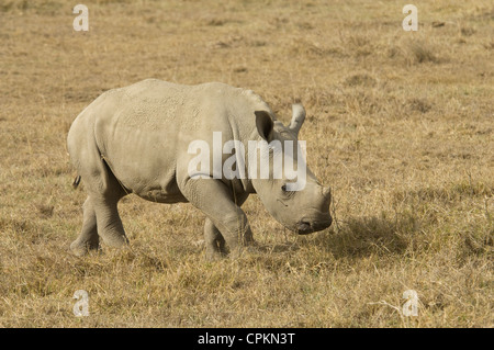 Breitmaulnashorn Kalb zu Fuß Stockfoto